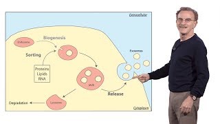 Randy Schekman HHMI amp UCB 3 How human cells secrete small RNAs in extracellular vesicles [upl. by Gilleod]