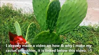 GROW YOUR OWN CACTUS FROM A STORE BOUGHT PIECE CACTUS UPDATE NOPALES PRICKLY PAIR CACTUS [upl. by Ellersick]