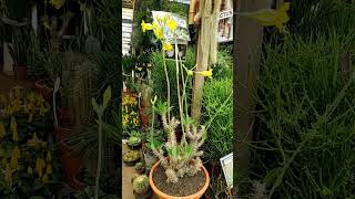 Pachypodium Horombense Plantasdaafrica gardem cactosbrasil [upl. by Zelma921]