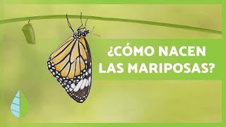 Cómo nacen LAS MARIPOSAS 🦋 Tipos hábitat y Curiosidades [upl. by O'Connor]