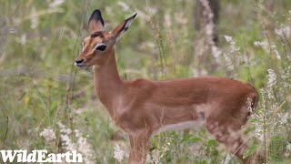 WildEarth  Sunrise Safari  08 November 2023 [upl. by Graybill]