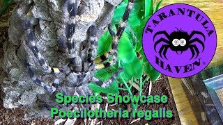 Poecilotheria regalis male and female mating [upl. by Buffo]