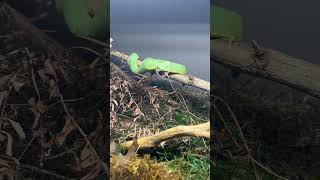 West African Bush Viper Eats Prey snakes snake viper atheris squam venomous food eating [upl. by Naraa]