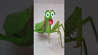 Praying Mantis vs Cricket Epic Insect Showdown mantis funny insects [upl. by Akiria850]