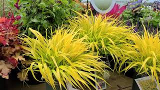 Hakonechloa All Gold Japanese Forest Grass  Best BRIGHT⚡️ Golden Colorful perennial grass [upl. by Imim]