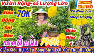 2411☎️ 0387029933☎️🌴Mai vàng giá rẻ 70k🌴giảo siêu nụsiêu bông bình lợicúc thọ hươngnhư ýSài Gòn [upl. by Cissy]