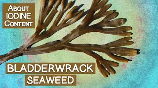 Bladderwrack Seaweed Is It a Good Source of Iodine [upl. by Irrek]