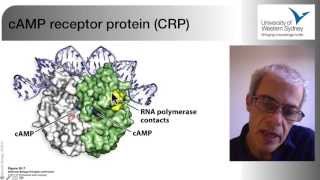 03 The Regulation of Gene Expression in Bacteria [upl. by Eirac978]