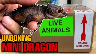 UNBOXING MY NEW MINI DRAGON REDEYED CROCODILE SKINK UPDATE [upl. by Isis]