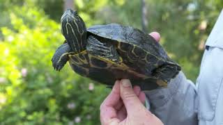 Yellowbellied slider vs redeared slider from quotLowcountry Turtlesquot [upl. by Deppy]