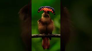 Royal flycatcher  Royal flycatcher bird bird nature [upl. by Amorette808]