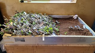 How To Build a Plant Propagation Box Propagate Learn How to Build Ultimate Plant Propagation Frame [upl. by Ulrika]