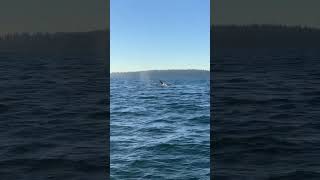 Puget Sound Killer Whales [upl. by Collyer]