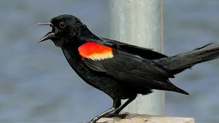 Redwinged blackbird [upl. by Dulla]