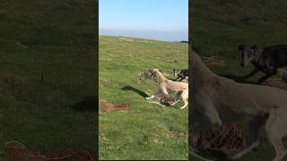 Flying out ferreting rabbiting rabbithunting lurcher hunting [upl. by Emarie]