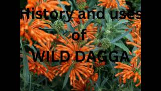 Exploring the Rich History of Wild Dagga Natures Smokeable Herb [upl. by Adnoval489]