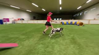 Dalmatian dog Kerttu  Agility slalom training June amp July 2021 [upl. by Ahtiekahs]