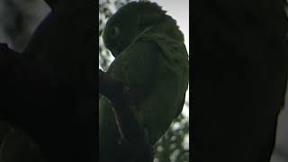 yellowfronted parrot comes to communicate with its peers birds animallover [upl. by Grayson]