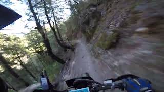 Riding Downieville and getting roosted by 2 deer [upl. by Mide303]