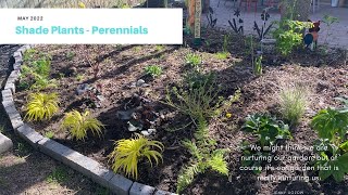 Shade Plants  Planting shade Perennials 🪴 [upl. by Abbub]