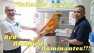 VISITANDO CASA DO RED RUMPED COM DOMINANTES ESPETACULARES [upl. by Adnorahs]