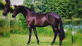 Beautiful Trakehner Sport Horses [upl. by Alleber]