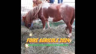 FOIRE AGRICOLE DE LA SAINTMICHEL 2024 BEST OFF [upl. by Broeder]