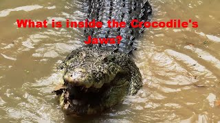 How fast and dangerous the Saltwater Crocodiles can be [upl. by Meta829]