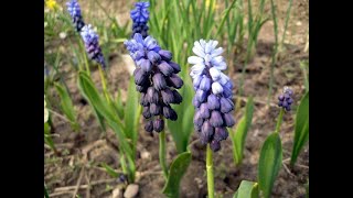 Мускари Muscari Garden flowers156 Декоративные растения [upl. by Cris]