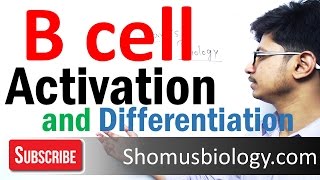 B cell activation and differentiation [upl. by Calvinna]