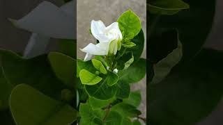 Sugandhraj Raj flower plant reels shortvideo [upl. by Os]