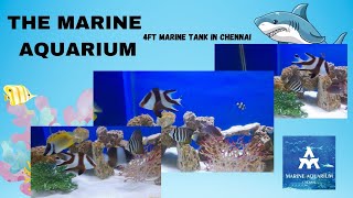 4ft Marine tank in Chennai by THE MARINE AQUARIUM Kalif [upl. by Uzziel]