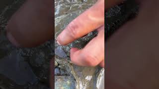 Oyster A lot After The Sea Low Tide oysters usa 100kviews fyp viral tiktok ur uk us [upl. by Fritz333]