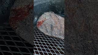 Briskets on the Offset shorts howtobbqright brisket t [upl. by Ahsieyt]