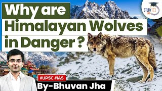 Himalayan Wolf Listed as ‘Vulnerable’ in IUCN  Biodiversity  UPSC GS3 [upl. by Annaeiluj]