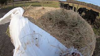 feeding haylage [upl. by Bayless]