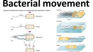 Bacterial movement using flagella [upl. by Leda]