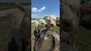 Watering Alpacas [upl. by Ambler726]