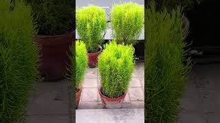 Beautiful non flowering plants ❤️😍viral new subscribe youtubeshorts beautiful green [upl. by Philpot]