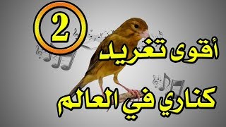 التغريد الأقوى في العالم للكناري chant magnifique de canaris [upl. by Hcir]