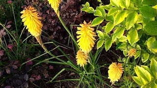 Kniphofia Uvaria [upl. by Yarod387]