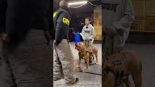 Un Chien Militaire Montre Ses Compétences 🤯 expliqué [upl. by Sailesh952]