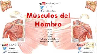 Anatomía  Músculos del Hombro Origen Inserción Acción Inervación Irrigación [upl. by Enahsed185]