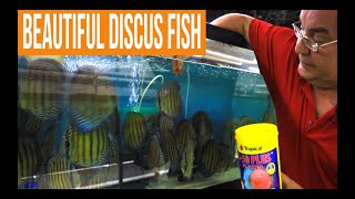 How to keep Wild Discus Fish [upl. by Anihsat]