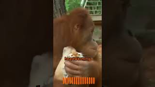 Orangutan Adopts Tiger Cubs 🐯❤️ animals nature shorts [upl. by Sergio]