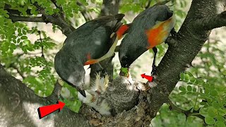 Small minivet bird feeding her baby AnimalsandBirds107 [upl. by Jorge325]