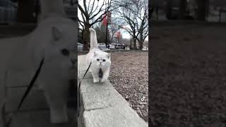 Big British Shorthair cat Apollo is walking on a leash and meowing Shorts [upl. by Anyalram]