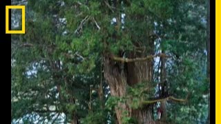 Redwoods The Tallest Trees  National Geographic [upl. by Karmen395]