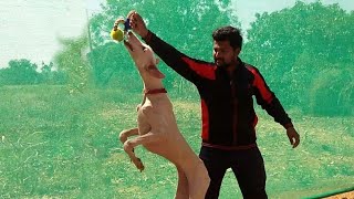 Mudhol hound dog training  ಕರ್ನಾಟಕದ ಹೆಮ್ಮೆಯ ತಳಿ ಮುಧೋಳ್ ಹೌಂಡ್ [upl. by Sewole]