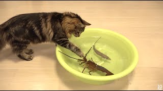 Japanese spiny lobster vs Cat 猫vs伊勢海老 [upl. by Amoreta]